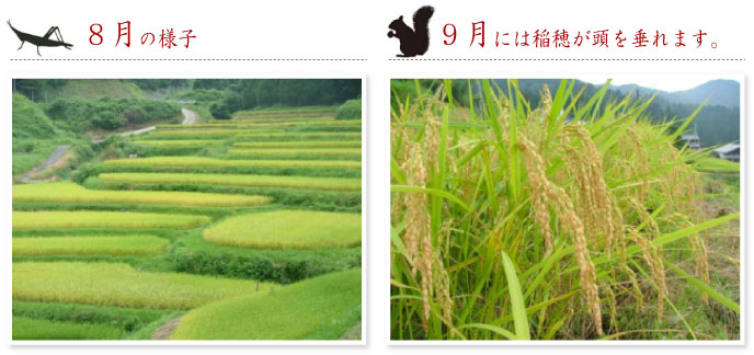 ８月９月