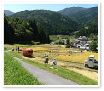 棚田の米作り