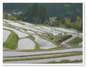 棚田画像
