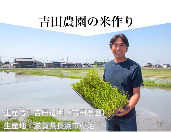 吉田農園の米作り