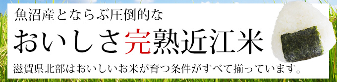 環境こだわり米ミルキークイーン