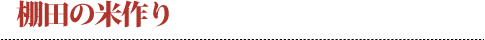 棚田の米作り