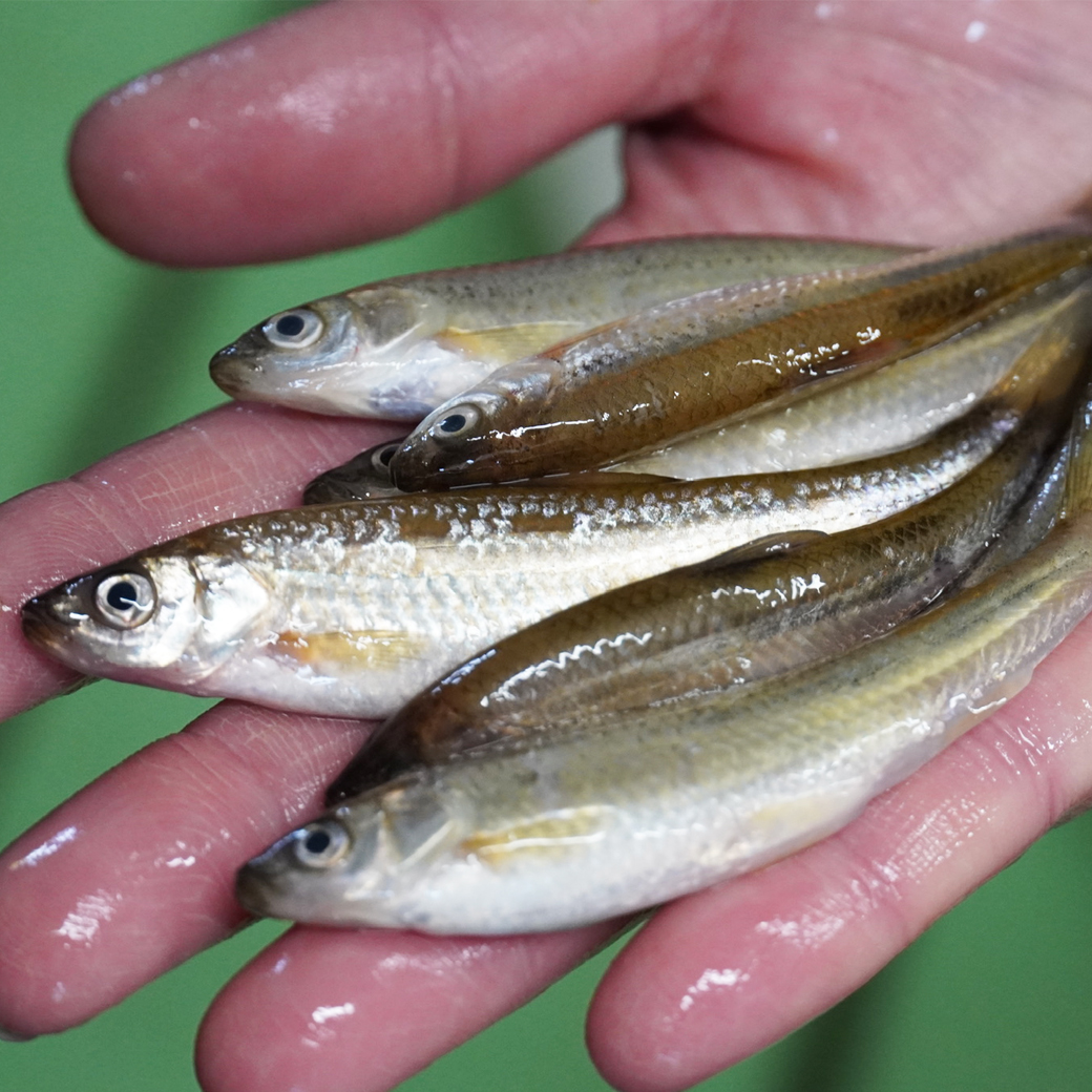 魚友商店のとれたて天然湖魚