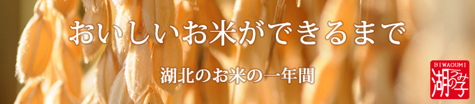 おいしいお米ができるまで