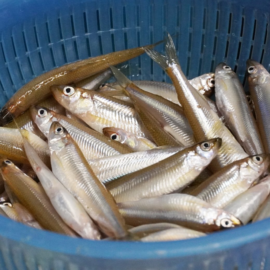 魚友商店のとれたて天然湖魚