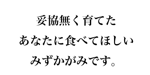 妥協無く育てたあなたに食べてほしいみずかがみです。